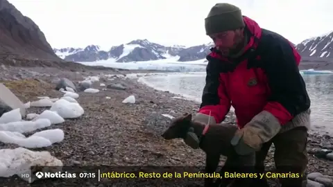 Zorro del ártico. ZORRO