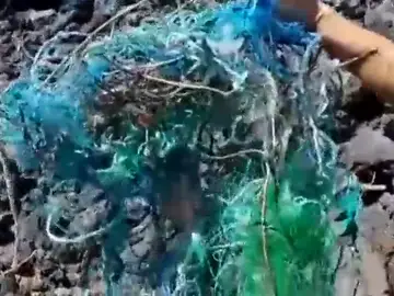 Rescatan a tres tortugas en menos de 24 horas en el Porís Rescatan a tres tortugas en menos de 24 horas en el Porís