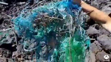 Rescatan a tres tortugas en menos de 24 horas en el Porís