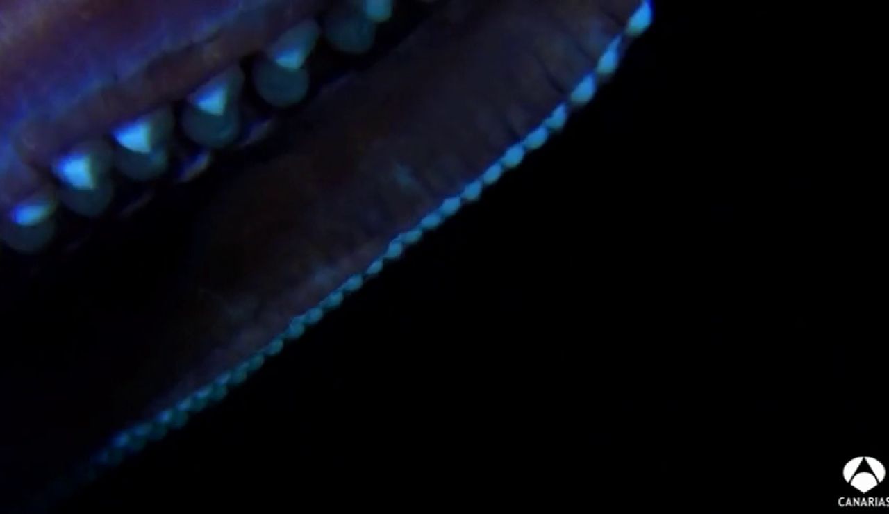 Graban por primera vez un calamar gigante en aguas canarias