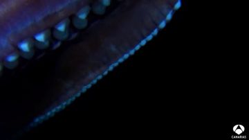 Graban por primera vez un calamar gigante en aguas canarias