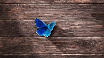 Mariposa (Archivo)