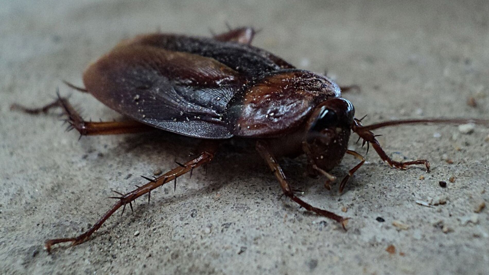 Cucaracha