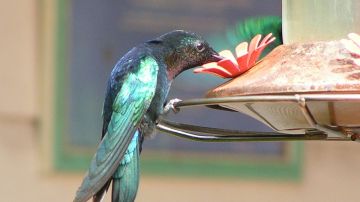 Colibrí (Archivo)