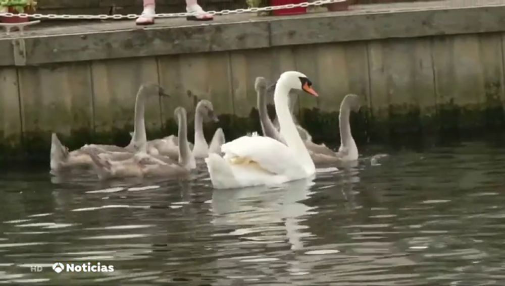 La Casa Real inglesa realiza su particular recuento de cisnes anual