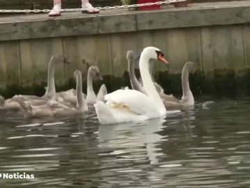 La Casa Real inglesa realiza su particular recuento de cisnes anual