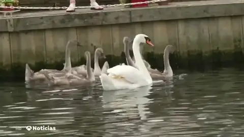 La Casa Real inglesa realiza su particular recuento de cisnes anual La Casa Real inglesa realiza su particular recuento de cisnes anual