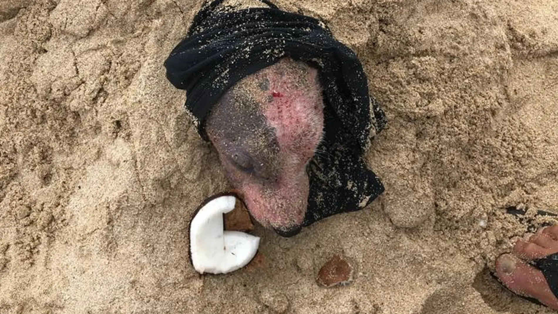 Así fue encontrada la perrita Así fue encontrada la perrita