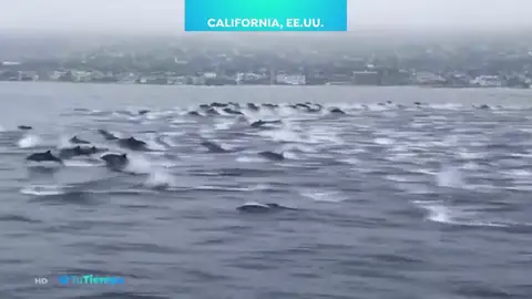 TIEMPO DELFINES TIEMPO DELFINES