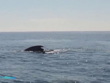 TIEMPO BALLENA TIEMPO BALLENA