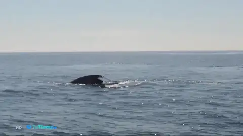 TIEMPO BALLENA TIEMPO BALLENA