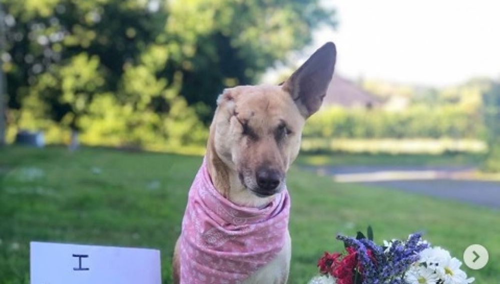 Maggie, la perrita que se ha convertido en Instagramer