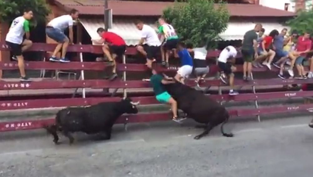 La vaquilla embiste al joven contra las vallas protectoras 