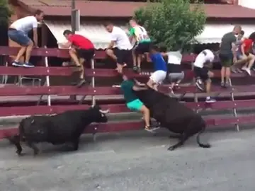 La vaquilla embiste al joven contra las vallas protectoras La vaquilla embiste al joven contra las vallas protectoras
