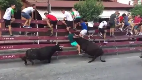 La vaquilla embiste al joven contra las vallas protectoras La vaquilla embiste al joven contra las vallas protectoras