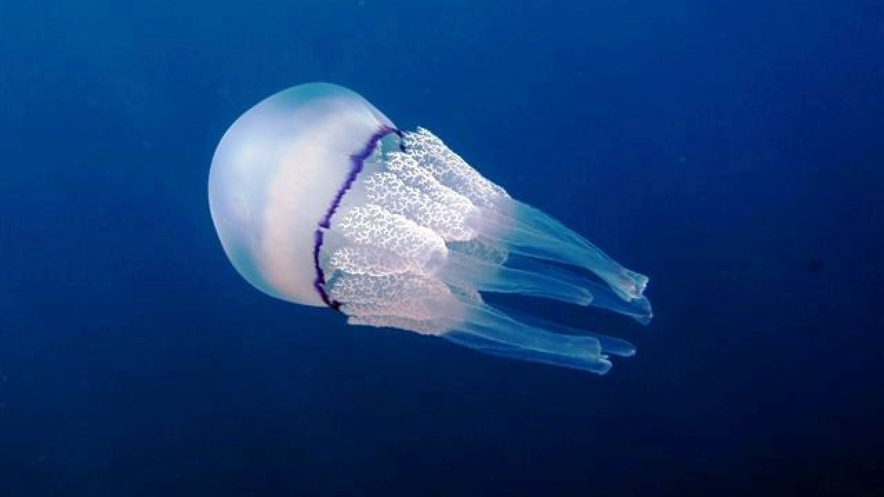 La Medusa Más Venenosa Del Mundo Wikipedia