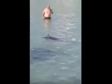 Pez espada Pez espada