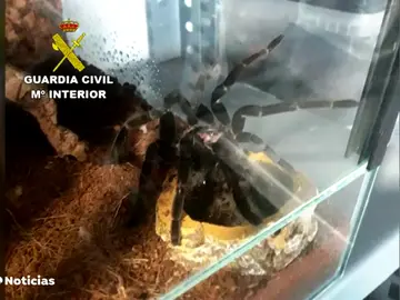 Descubren más de 400 tarántulas en un domicilio en Castellón Descubren más de 400 tarántulas en un domicilio en Castellón