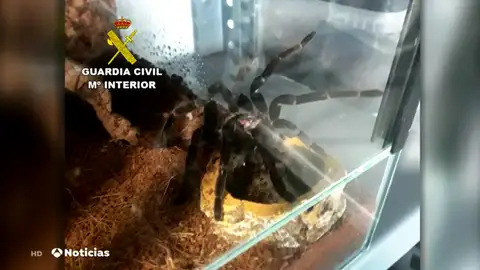 Descubren más de 400 tarántulas en un domicilio en Castellón Descubren más de 400 tarántulas en un domicilio en Castellón