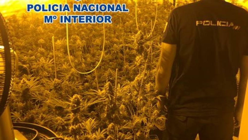 Plantación de marihuana en El Padul (Granada)