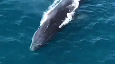 Graban a tres de ballenas en las aguas de Denia Graban a tres de ballenas en las aguas de Denia