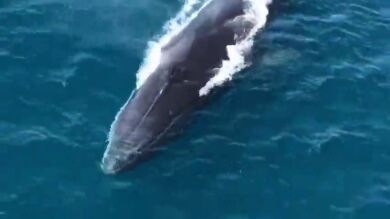 Graban a tres de ballenas gigantes en aguas de Denia