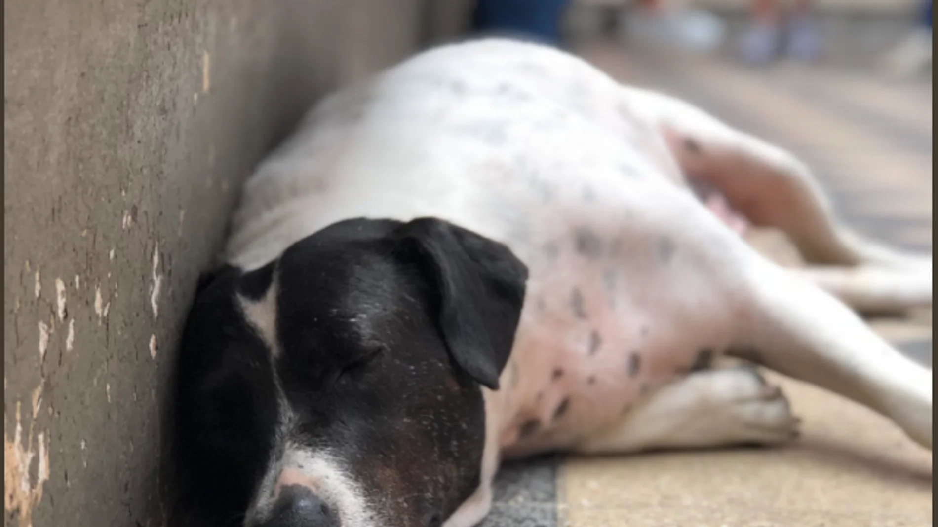 El "perro vaca" que engañó a toda una facultad El "perro vaca" que engañó a toda una facultad
