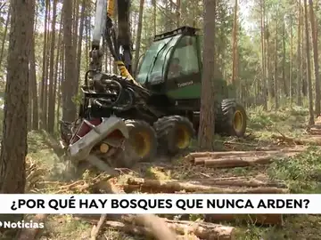 Prevención de incendios: cortafuegos y rebaños de cabras Prevención de incendios: cortafuegos y rebaños de cabras