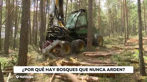 Prevención de incendios: cortafuegos y rebaños de cabras Prevención de incendios: cortafuegos y rebaños de cabras