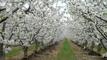 El valle del Jerte cubierto de la flor del cerezo El valle del Jerte cubierto de la flor del cerezo