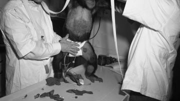 Científicos de la NASA con el chimpancé Hams