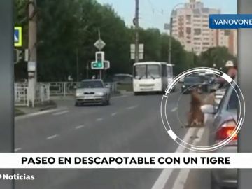 Un tigre salta de un descapotable en Rusia Un tigre salta de un descapotable en Rusia