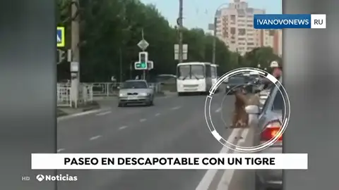 Un tigre salta de un descapotable en Rusia Un tigre salta de un descapotable en Rusia