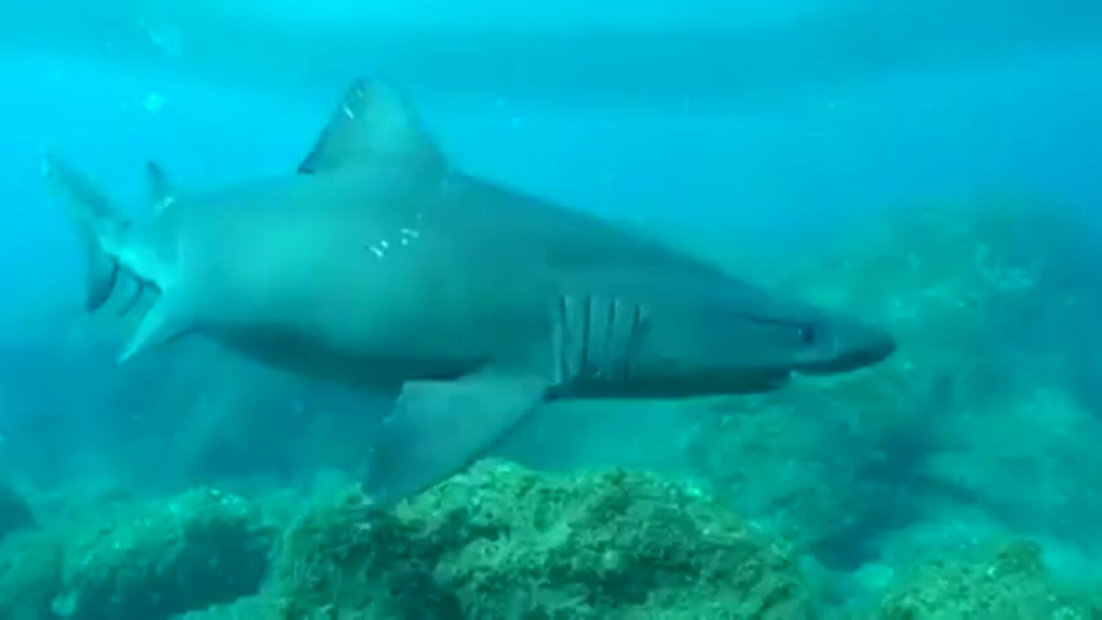Graban a tiburones en gestación en las islas del Hierro