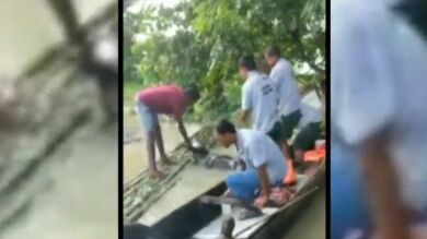 Rescatan a varias crías de rinoceronte en las inundaciones de India