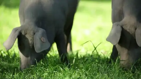 Jamón ibérico con DNI o cómo digitalizar la información de un producto artesanal Jamón ibérico con DNI o cómo digitalizar la información de un producto artesanal