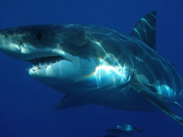 Gran tiburón blanco Gran tiburón blanco