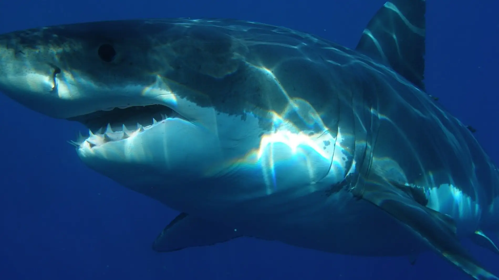 Gran tiburón blanco