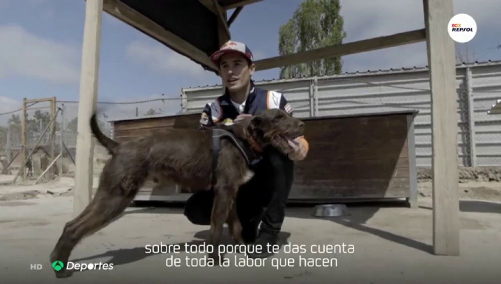 Marc Márquez conoce la historia del perro bautizado con su nombre: "El más rápido del refugio"