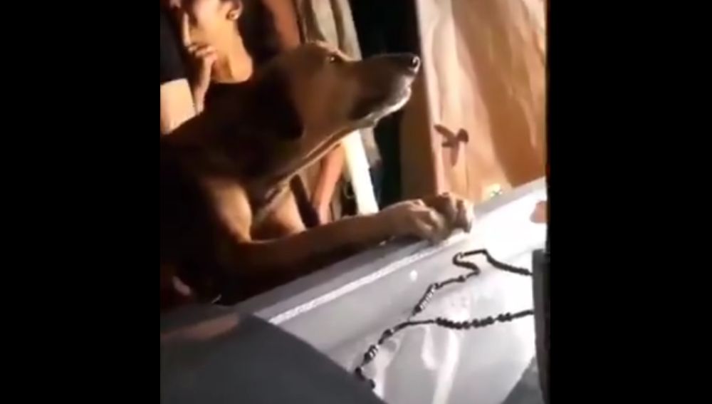 Un perro llora la muerte de su amo