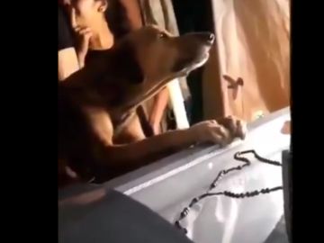 Un perro llora la muerte de su amo