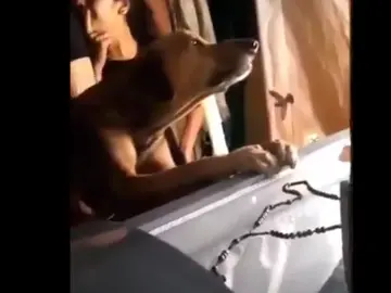Un perro llora la muerte de su amo Un perro llora la muerte de su amo