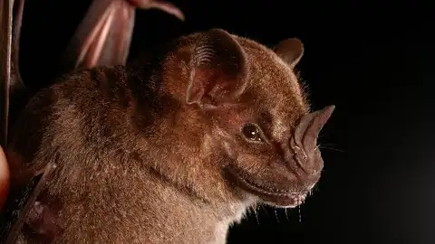 Los murcielagos que temen a la Luna Los murcielagos que temen a la Luna