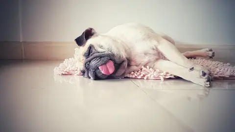 Mascota sofocada Mascota sofocada