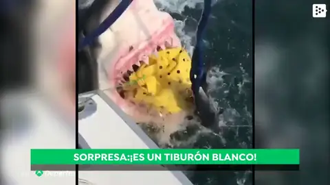 Un gran tiburón blanco sorprende a unos pescadores y se come la presa que habían capturado Un gran tiburón blanco sorprende a unos pescadores y se come la presa que habían capturado