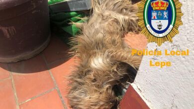 Denunciada una mujer y su hijo por dejar morir de inanición a un perro en Lepe