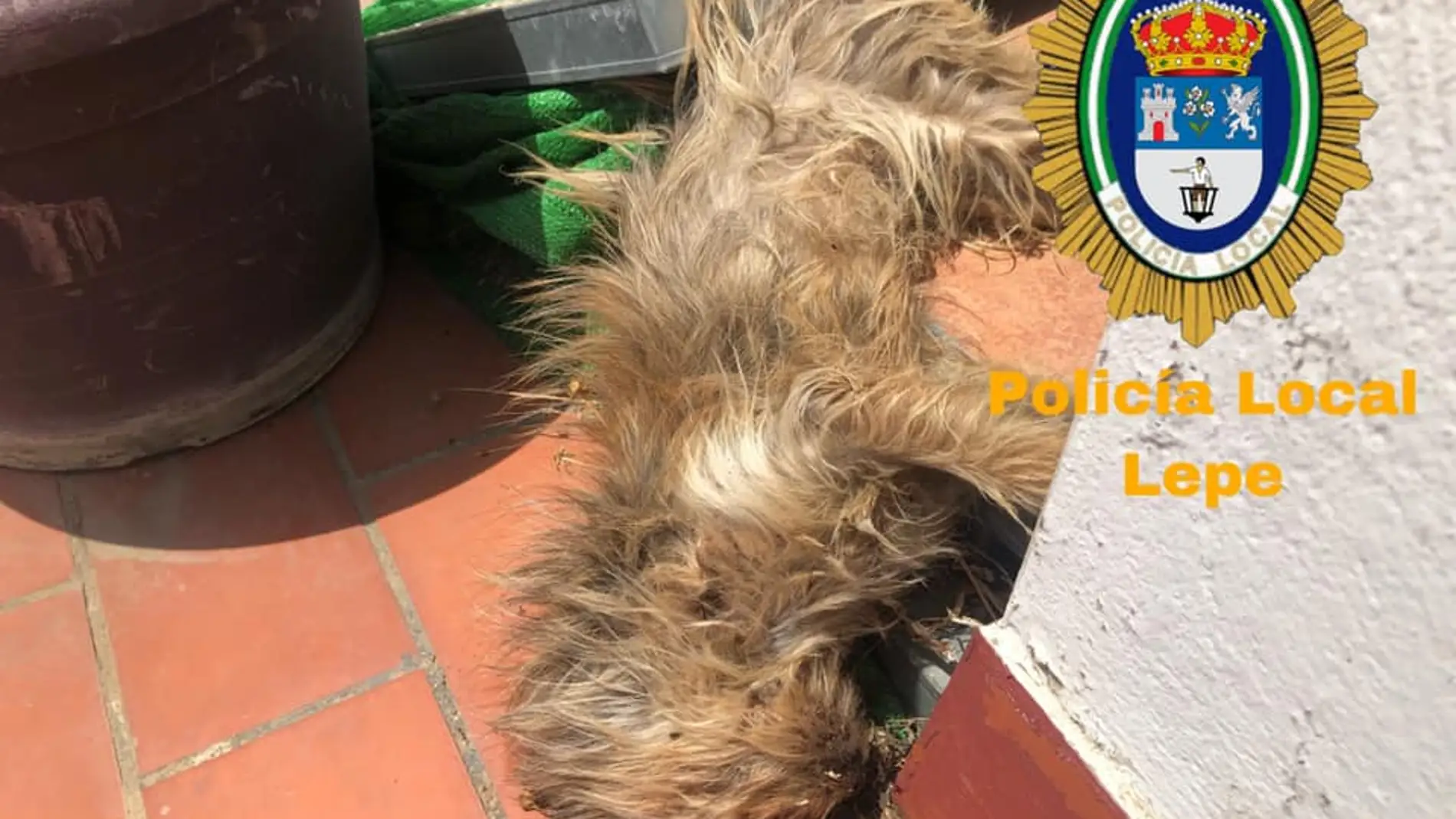Imagen del perro muerto en Lepe Imagen del perro muerto en Lepe