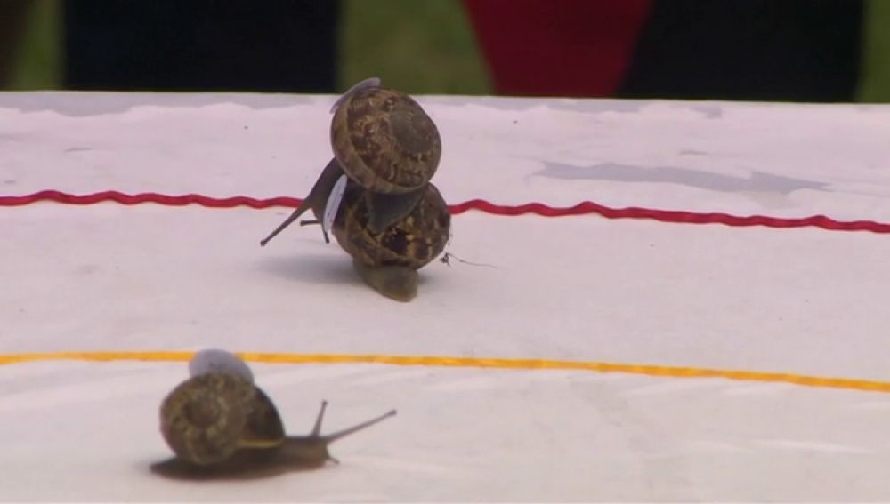 Reino Unido celebra su campeonato mundial de caracoles