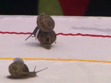 Reino Unido celebra su campeonato mundial de caracoles Reino Unido celebra su campeonato mundial de caracoles