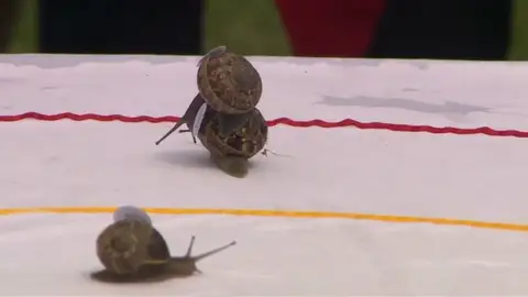 Reino Unido celebra su campeonato mundial de caracoles Reino Unido celebra su campeonato mundial de caracoles